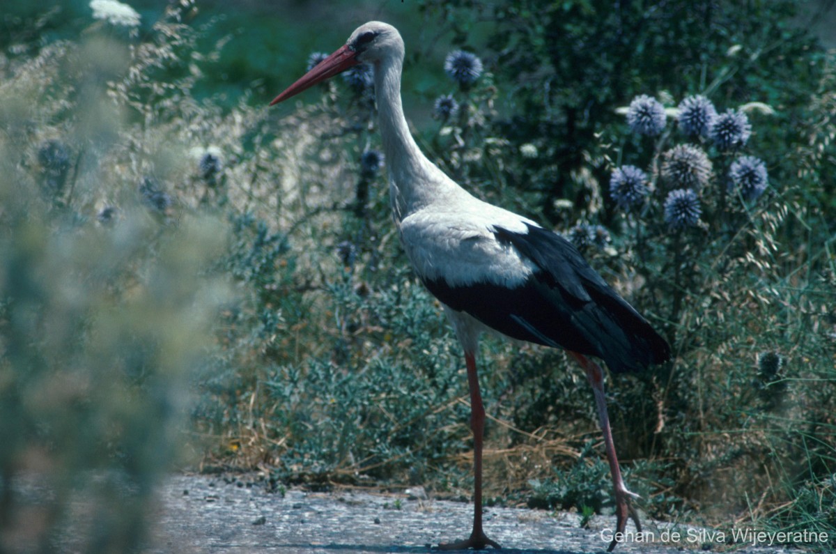 Ciconia ciconia Linnaeus, 1758